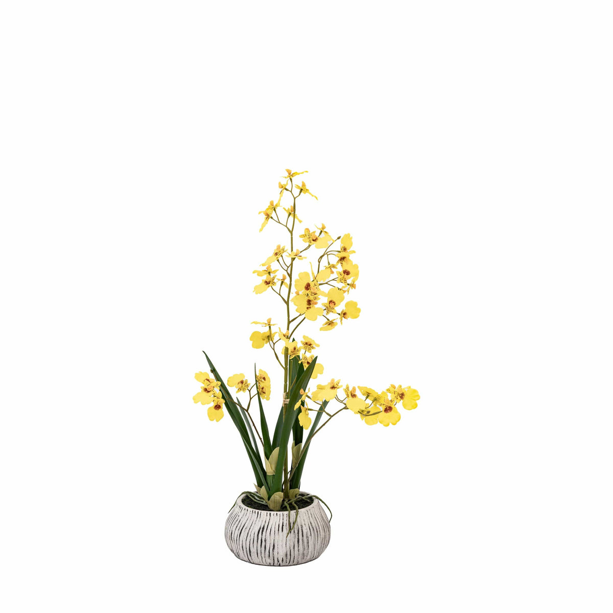 Bodhi Accessories Orchid Yellow in Low Ceramic Pot House of Isabella UK