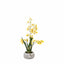 Bodhi Accessories Orchid Yellow in Low Ceramic Pot House of Isabella UK