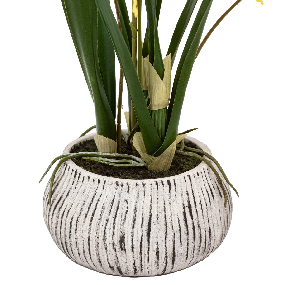 Bodhi Accessories Orchid Yellow in Low Ceramic Pot House of Isabella UK