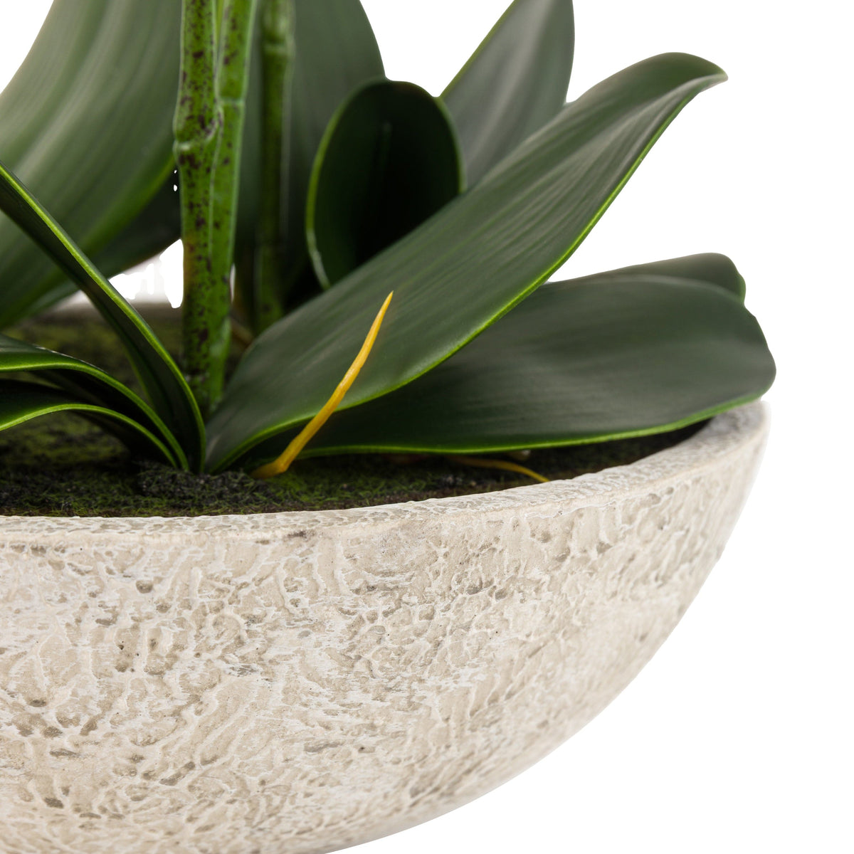 Bodhi Accessories Oversized Orchid in Cement Pot White House of Isabella UK