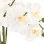 Bodhi Accessories Oversized Orchid in Cement Pot White House of Isabella UK