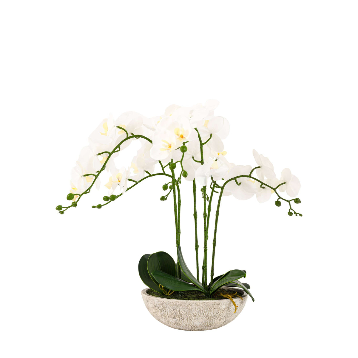 Bodhi Accessories Oversized Orchid in Cement Pot White House of Isabella UK