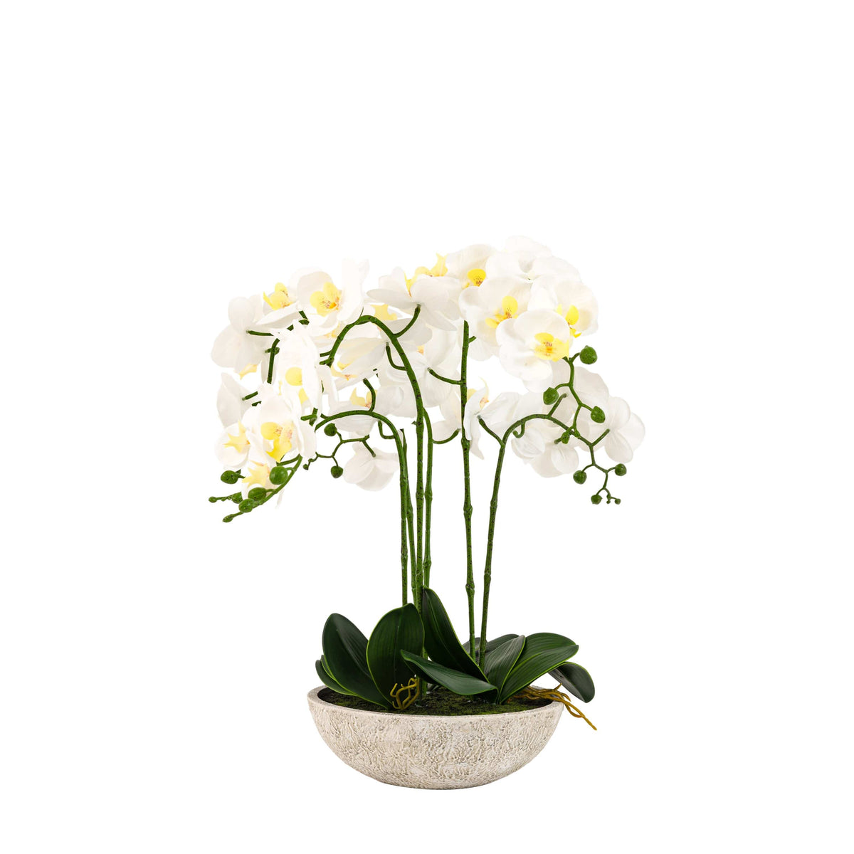 Bodhi Accessories Oversized Orchid in Cement Pot White House of Isabella UK