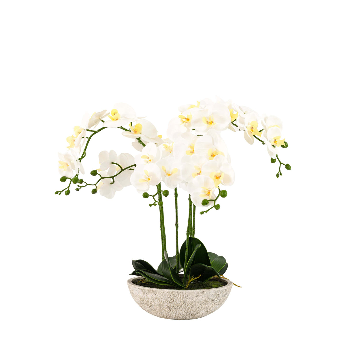 Bodhi Accessories Oversized Orchid in Cement Pot White House of Isabella UK