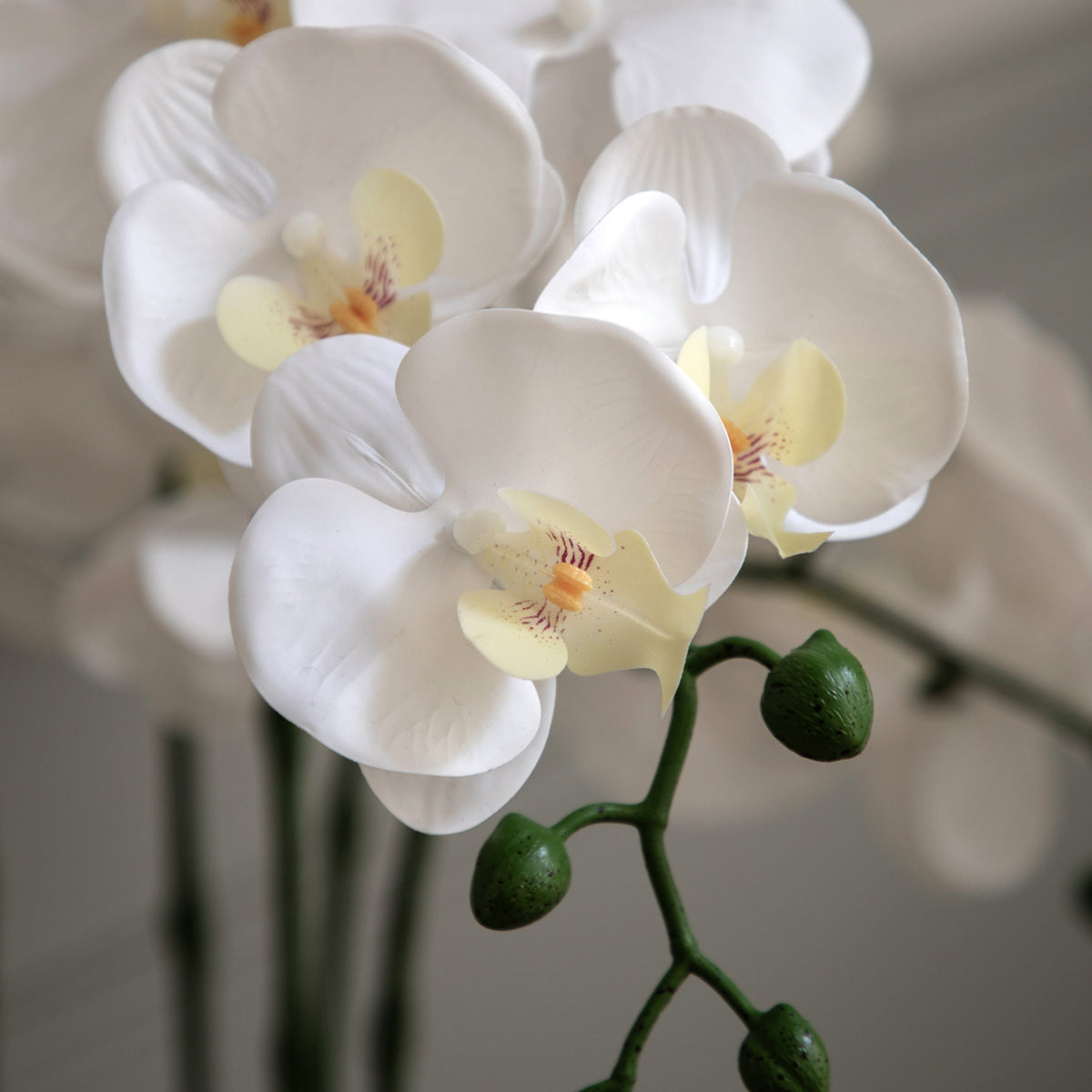 Bodhi Accessories Oversized Orchid in Cement Pot White House of Isabella UK