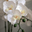 Bodhi Accessories Oversized Orchid in Cement Pot White House of Isabella UK
