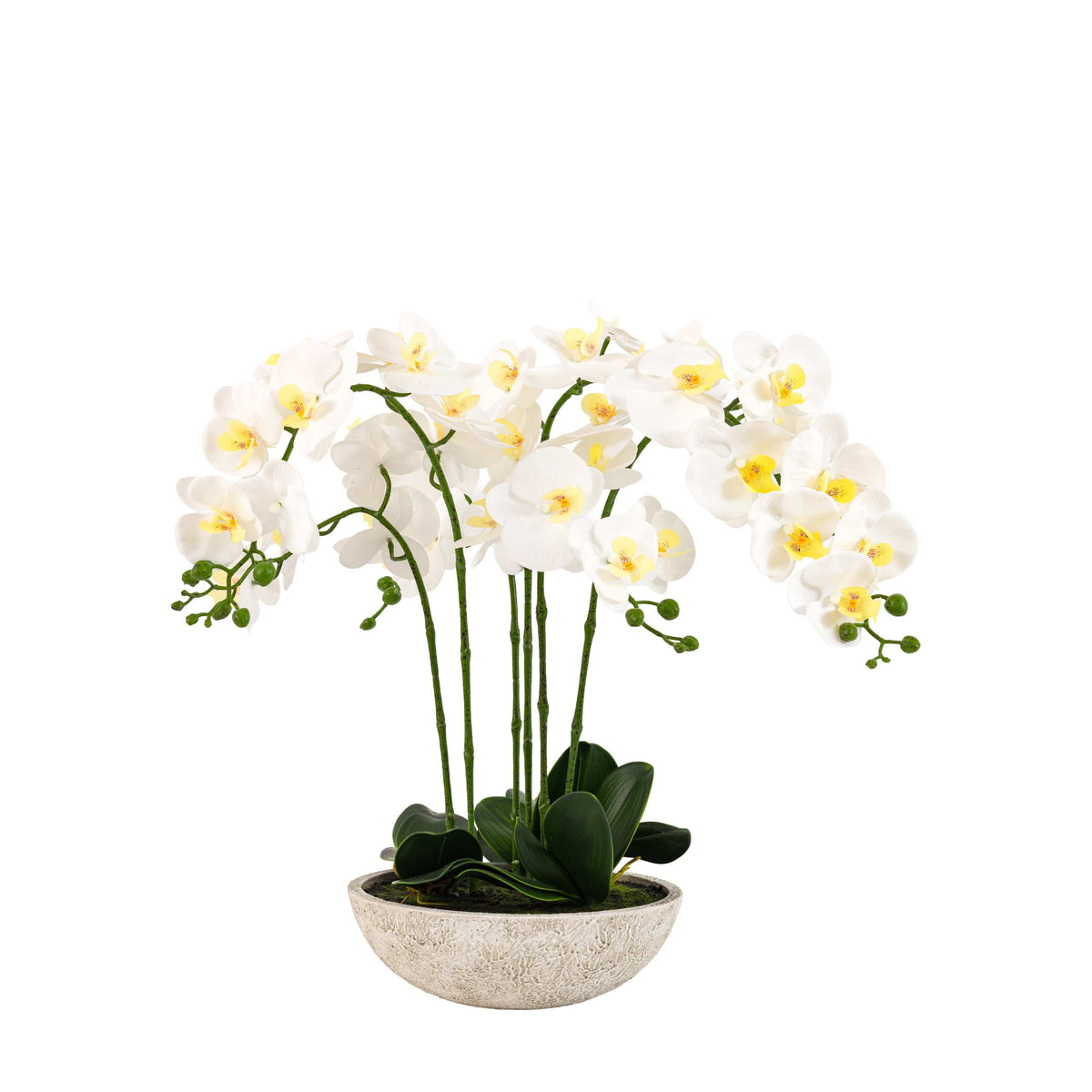 Bodhi Accessories Oversized Orchid in Cement Pot White House of Isabella UK