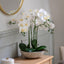 Bodhi Accessories Oversized Orchid in Cement Pot White House of Isabella UK