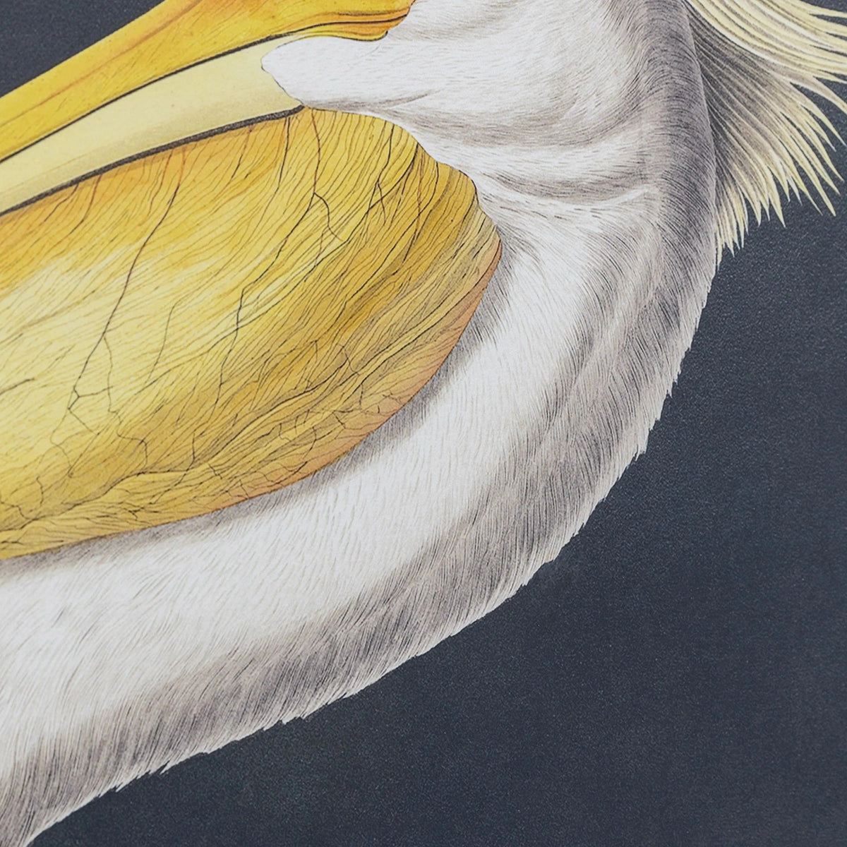 Bodhi Accessories Pellicano Framed Art House of Isabella UK