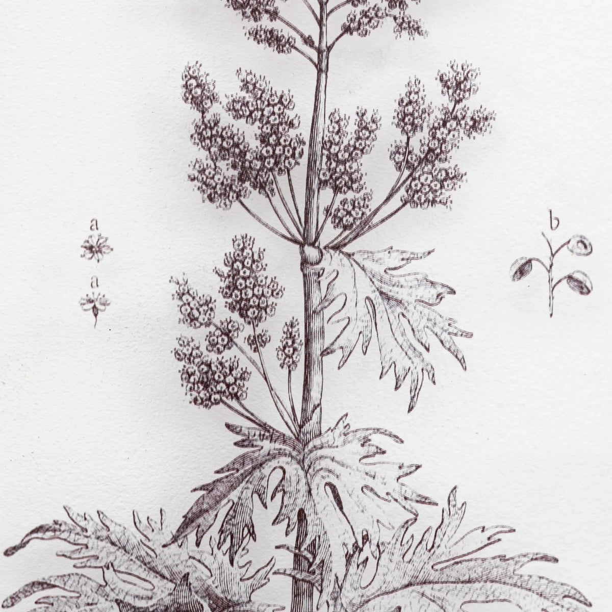 Bodhi Accessories Petiole Art Set of 2 House of Isabella UK