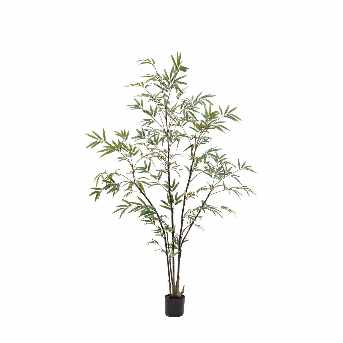 Bodhi Accessories Potted Bamboo Tree Large House of Isabella UK