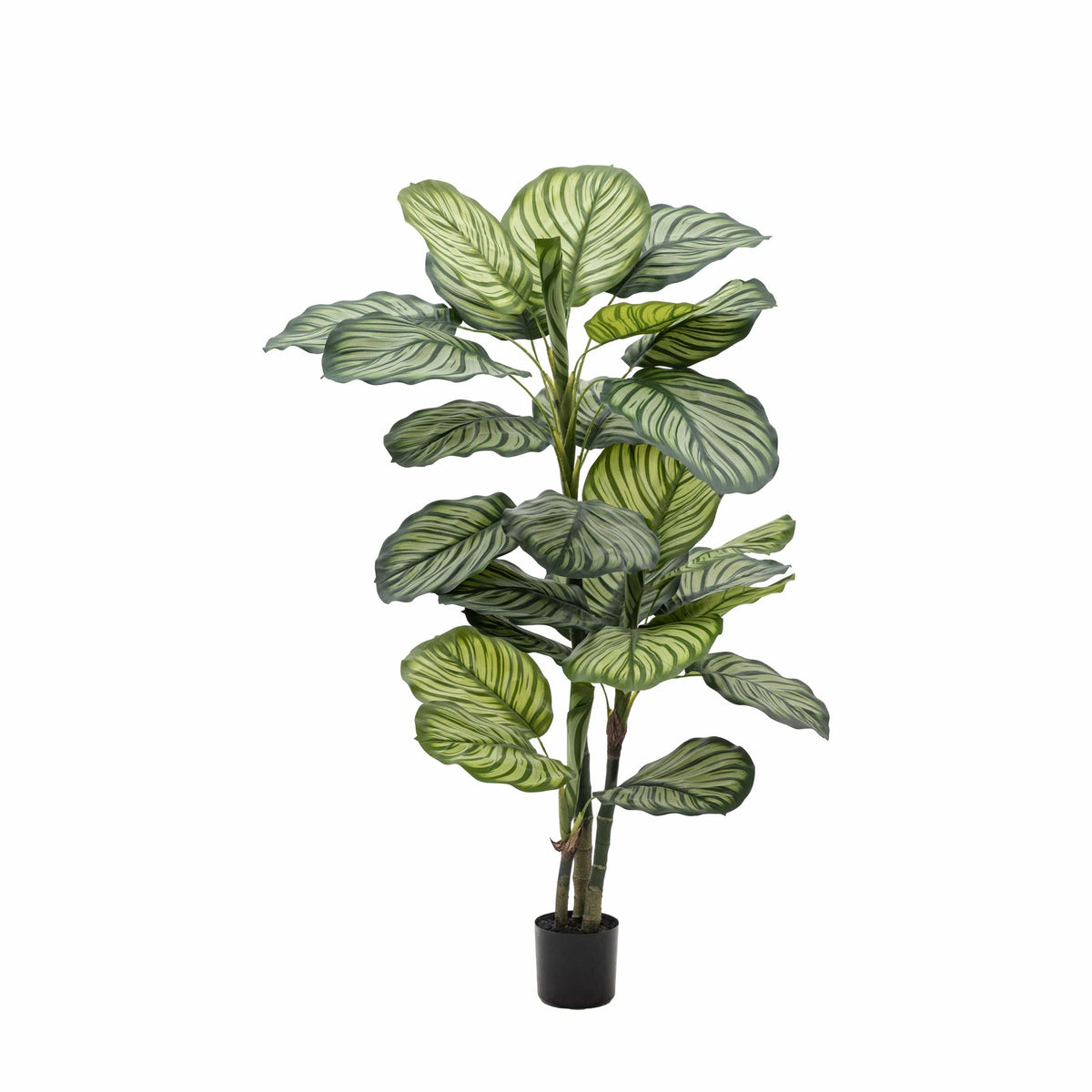 Bodhi Accessories Potted Calathea Leaf Tree Large House of Isabella UK