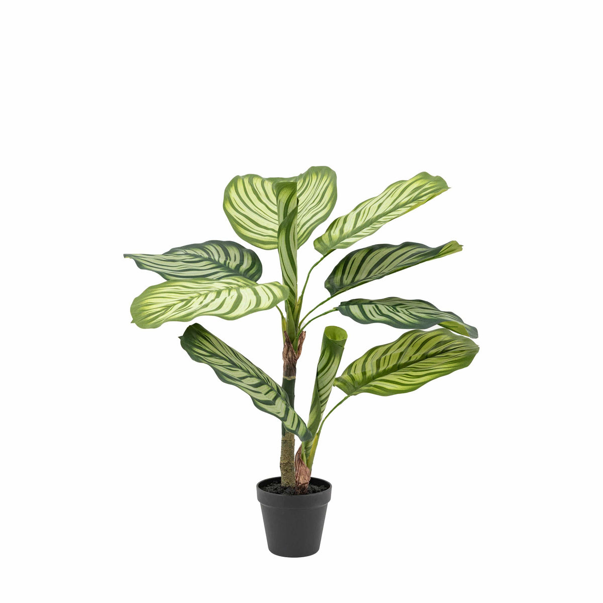 Bodhi Accessories Potted Calathea Leaf Tree Small House of Isabella UK
