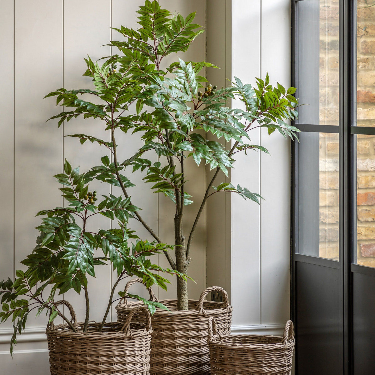 Bodhi Accessories Potted Chinese White Olive Tree Large House of Isabella UK