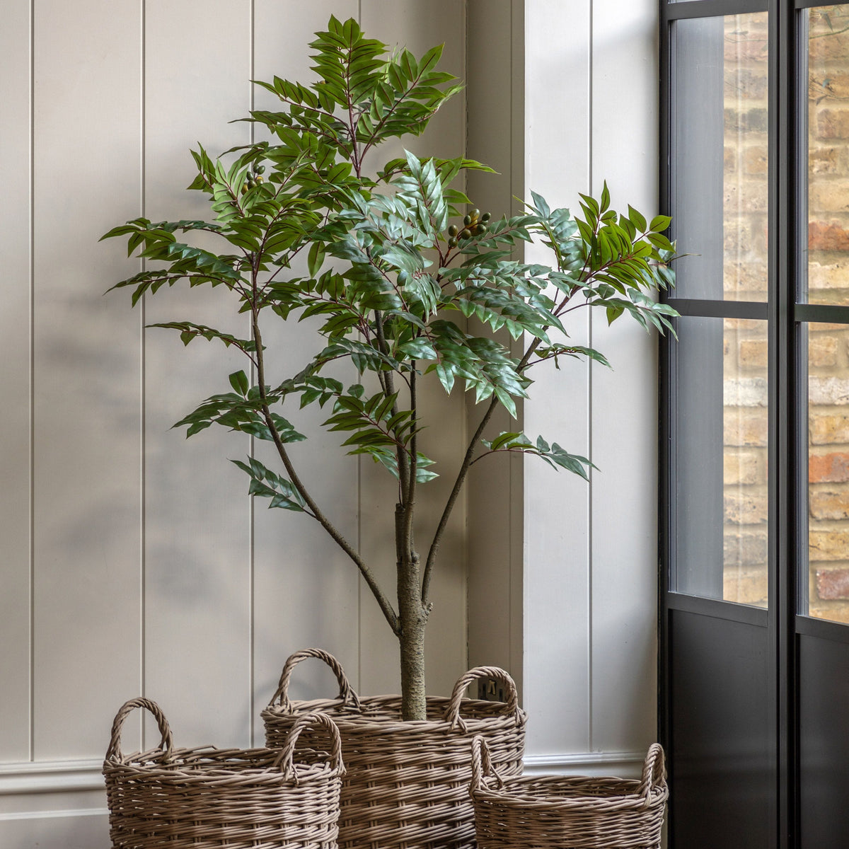 Bodhi Accessories Potted Chinese White Olive Tree Large House of Isabella UK