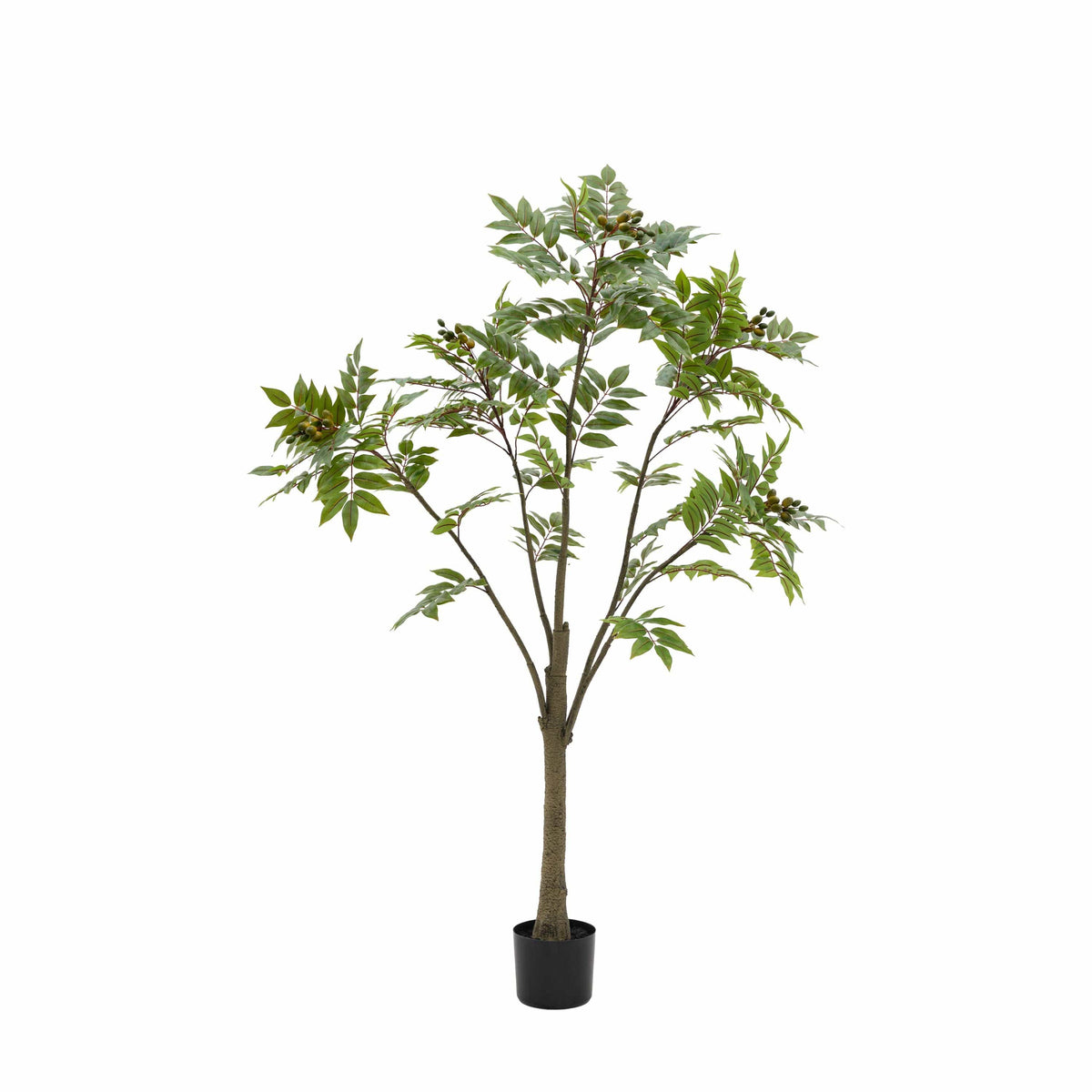 Bodhi Accessories Potted Chinese White Olive Tree Large House of Isabella UK
