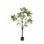 Bodhi Accessories Potted Chinese White Olive Tree Large House of Isabella UK