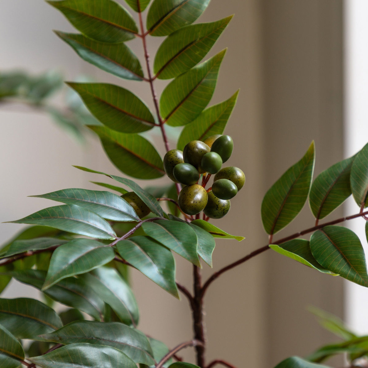 Bodhi Accessories Potted Chinese White Olive Tree Small House of Isabella UK