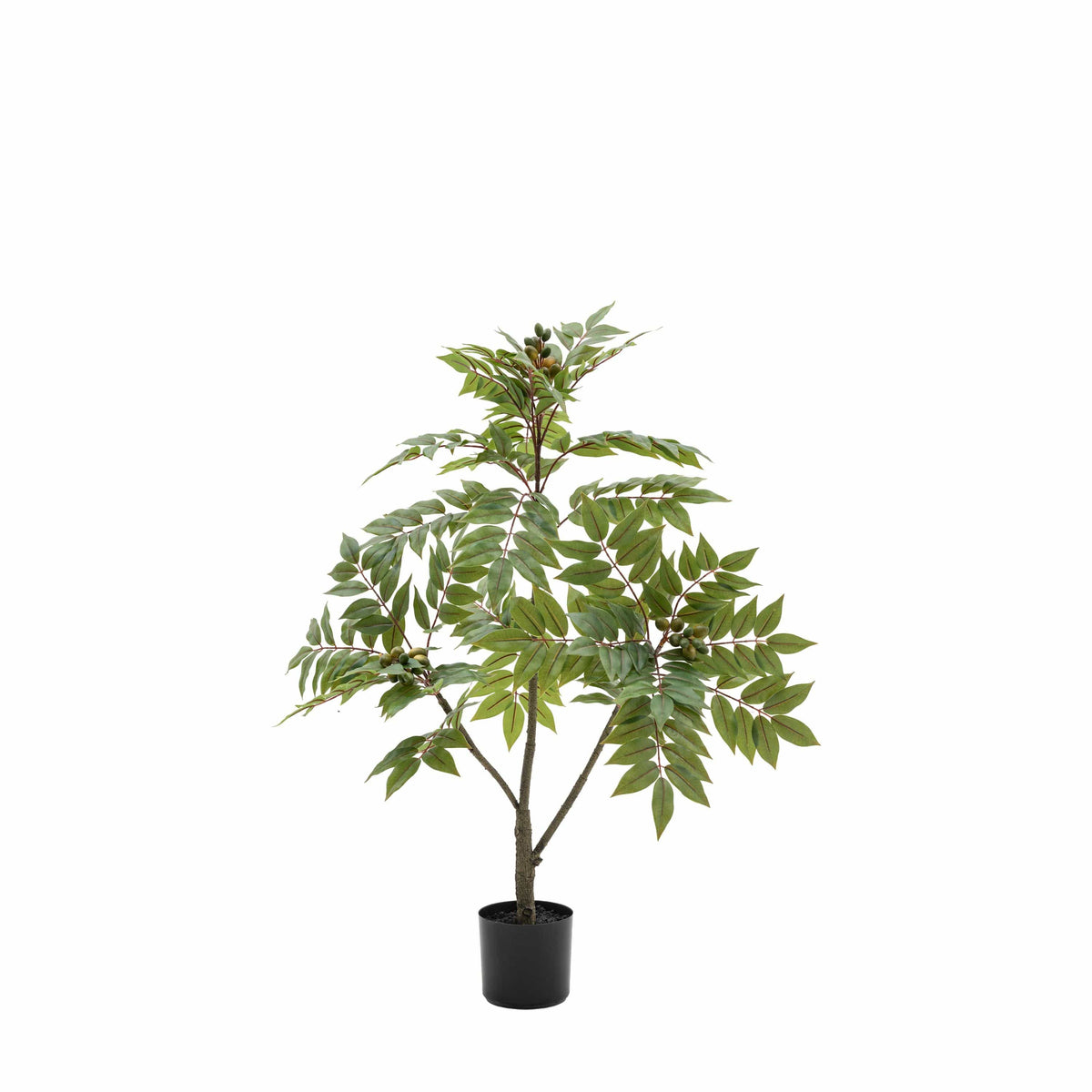 Bodhi Accessories Potted Chinese White Olive Tree Small House of Isabella UK