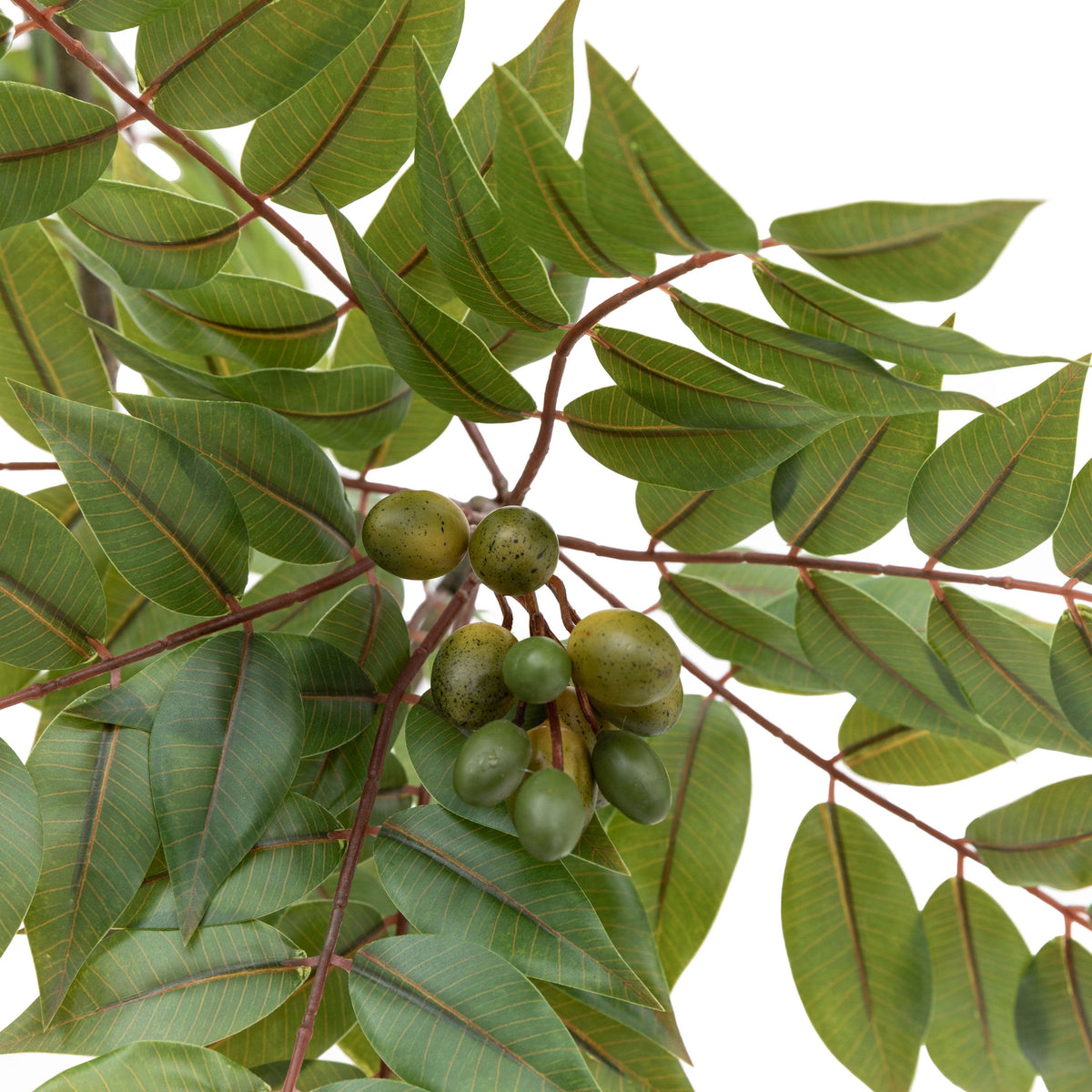 Bodhi Accessories Potted Chinese White Olive Tree Small House of Isabella UK