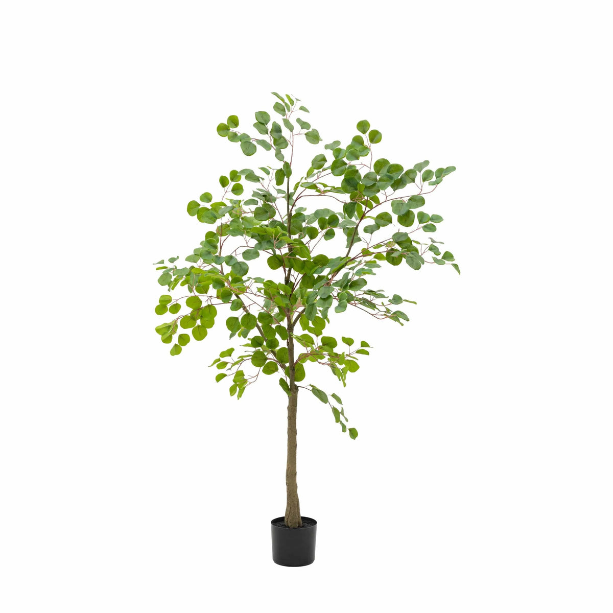 Bodhi Accessories Potted Eucalyptus Tree House of Isabella UK