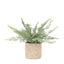 Bodhi Accessories Potted Fern 35cm House of Isabella UK