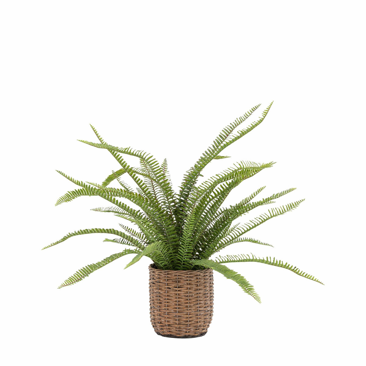 Bodhi Accessories Potted Fern Plant Large House of Isabella UK
