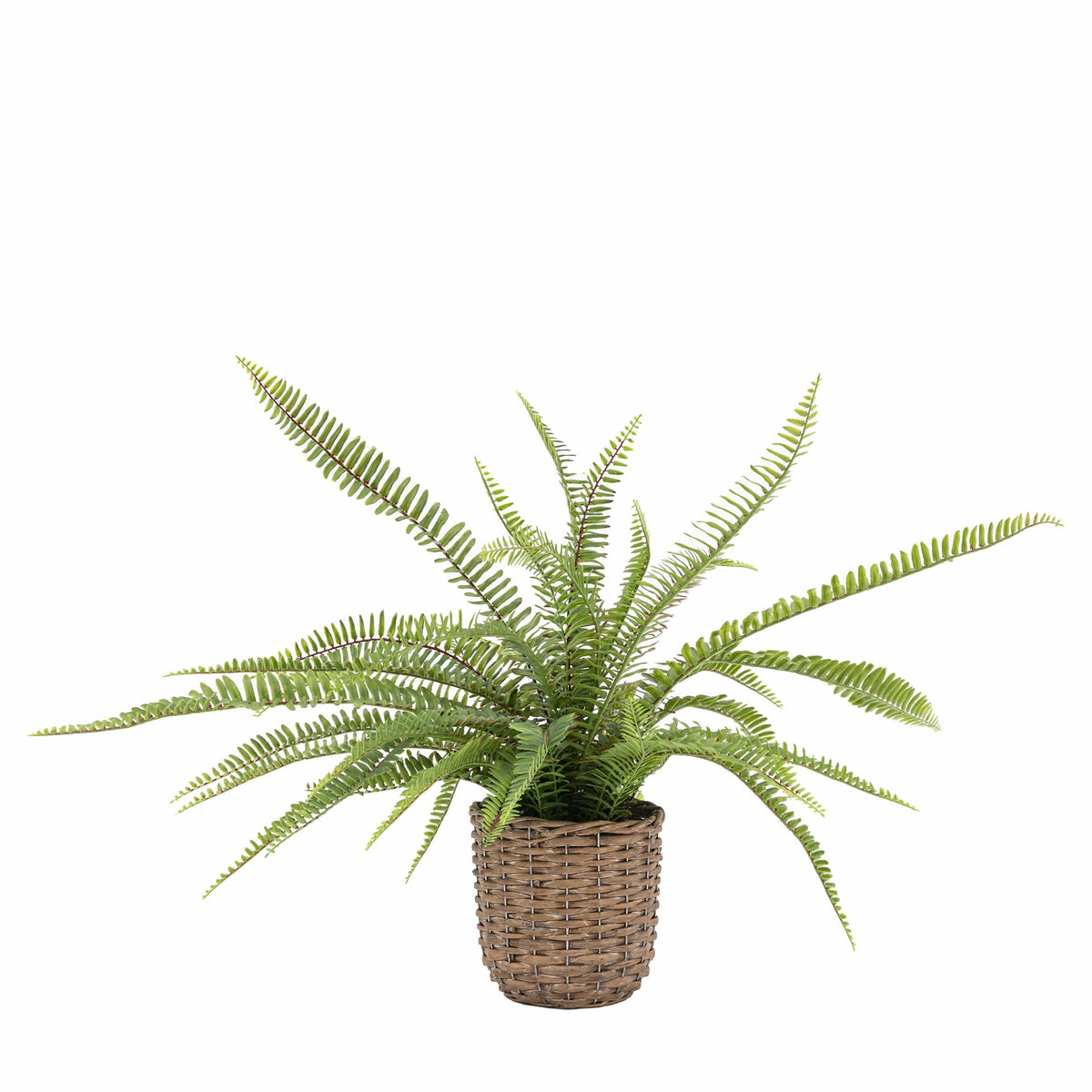 Bodhi Accessories Potted Fern Plant Small House of Isabella UK