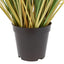 Bodhi Accessories Potted Grass with Cattail Seed Heads Small House of Isabella UK