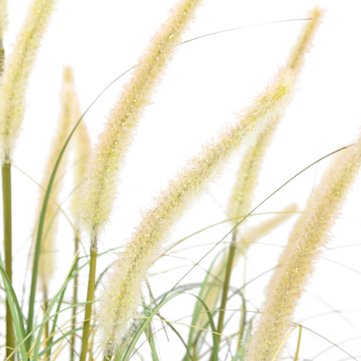 Bodhi Accessories Potted Grass with Cattail Seed Heads Small House of Isabella UK