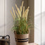 Bodhi Accessories Potted Grass with Cattail Seed Heads Small House of Isabella UK