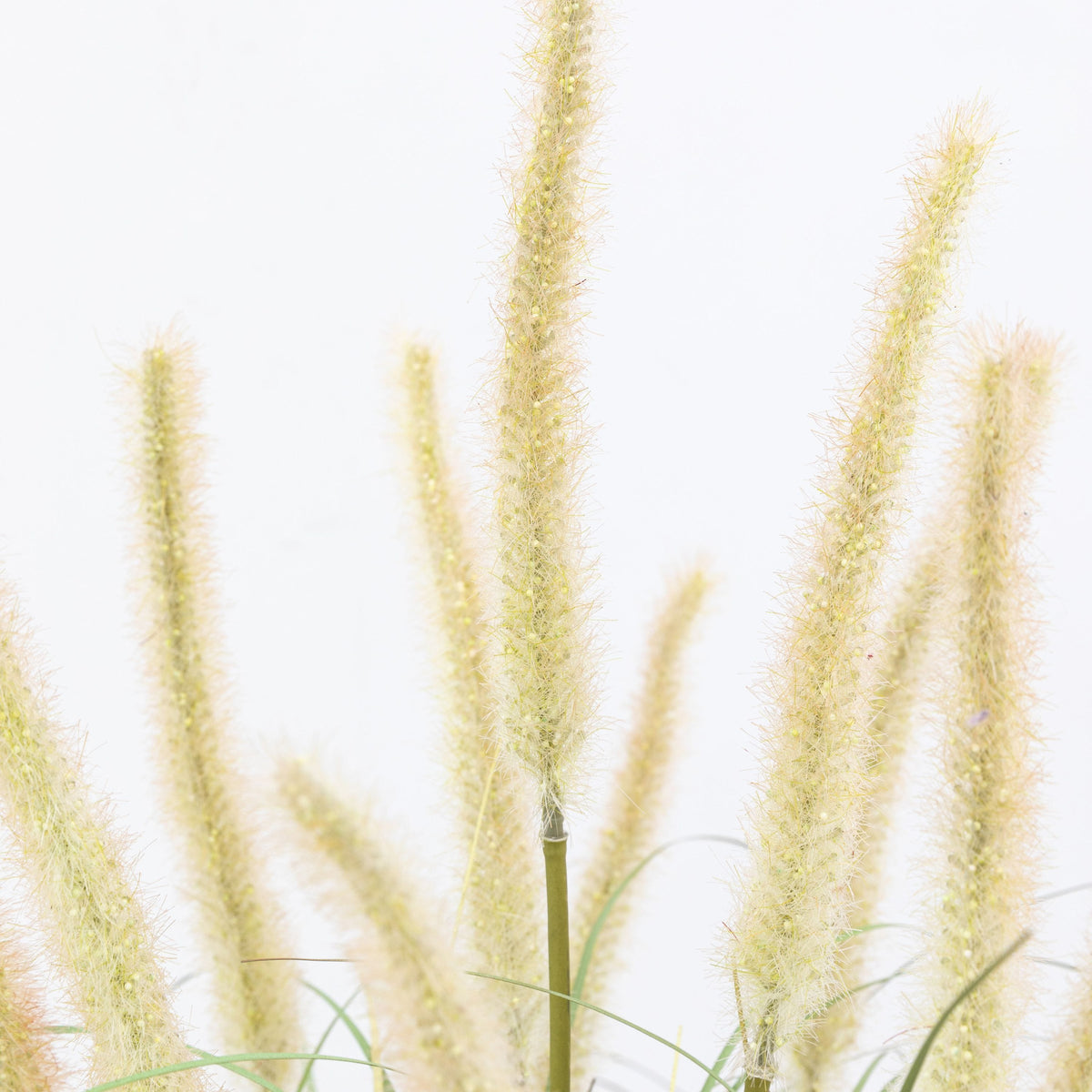 Bodhi Accessories Potted Grass with Cattail Seed Heads Small House of Isabella UK