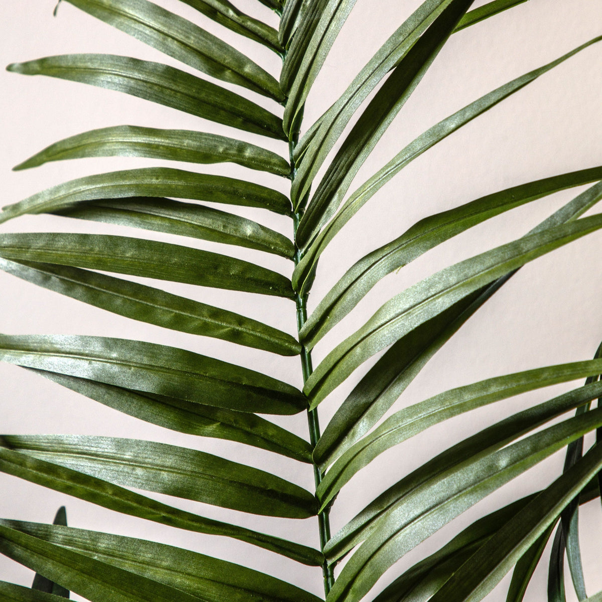 Bodhi Accessories Potted King Kentia Palm Tree Large House of Isabella UK