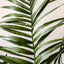 Bodhi Accessories Potted King Kentia Palm Tree Large House of Isabella UK