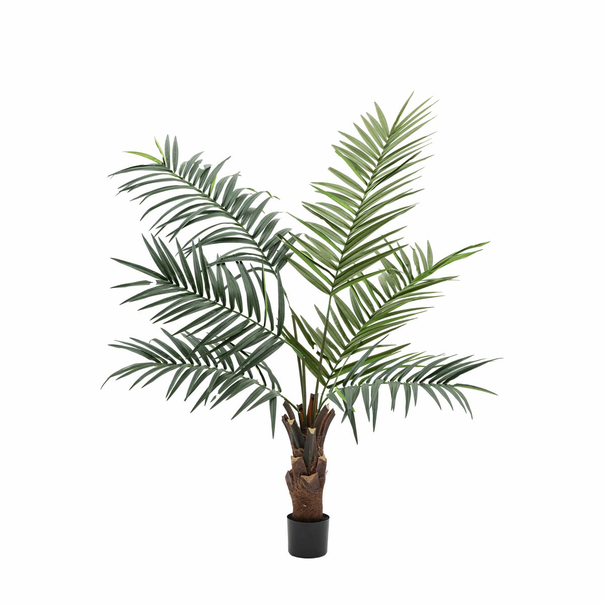 Bodhi Accessories Potted King Kentia Palm Tree Large House of Isabella UK