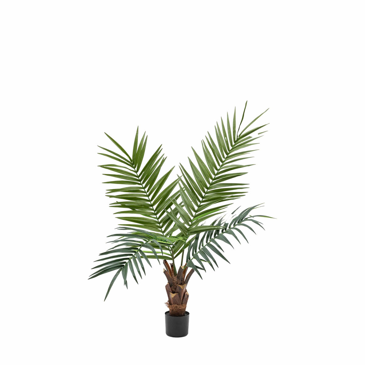 Bodhi Accessories Potted King Kentia Palm Tree Small House of Isabella UK