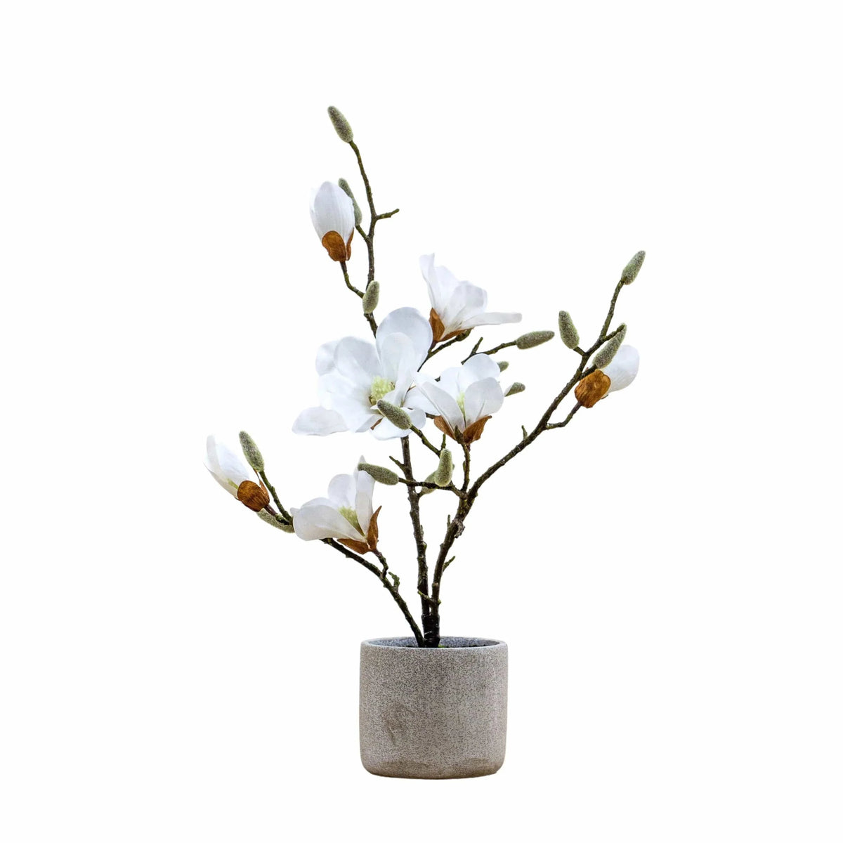 Bodhi Accessories Potted Magnolia White House of Isabella UK