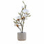 Bodhi Accessories Potted Magnolia White House of Isabella UK