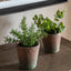 Bodhi Accessories Potted Mint Terracotta House of Isabella UK