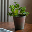 Bodhi Accessories Potted Mint Terracotta House of Isabella UK