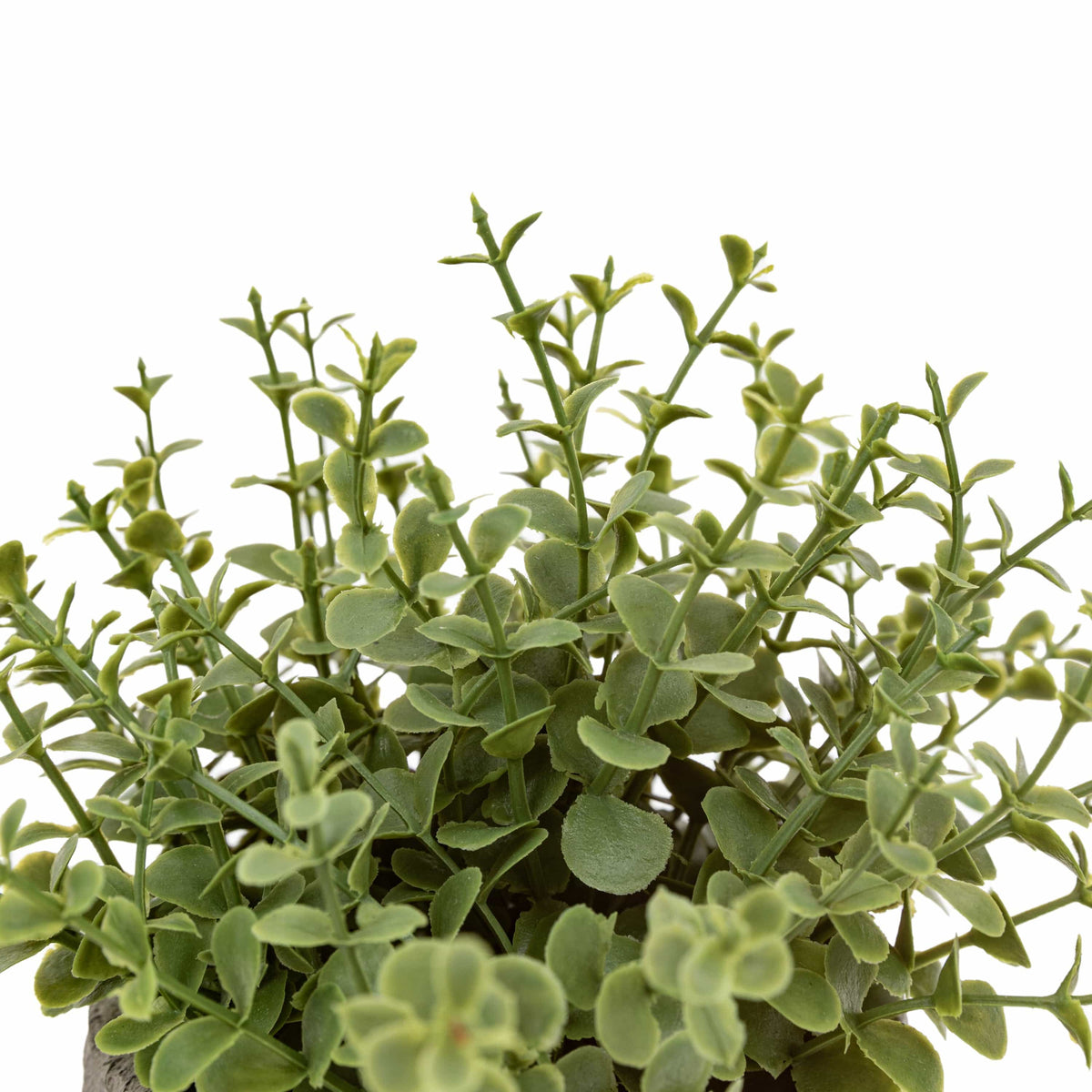 Bodhi Accessories Potted Plant Ceramic Scratch Pot Rosemary Set of 2 House of Isabella UK