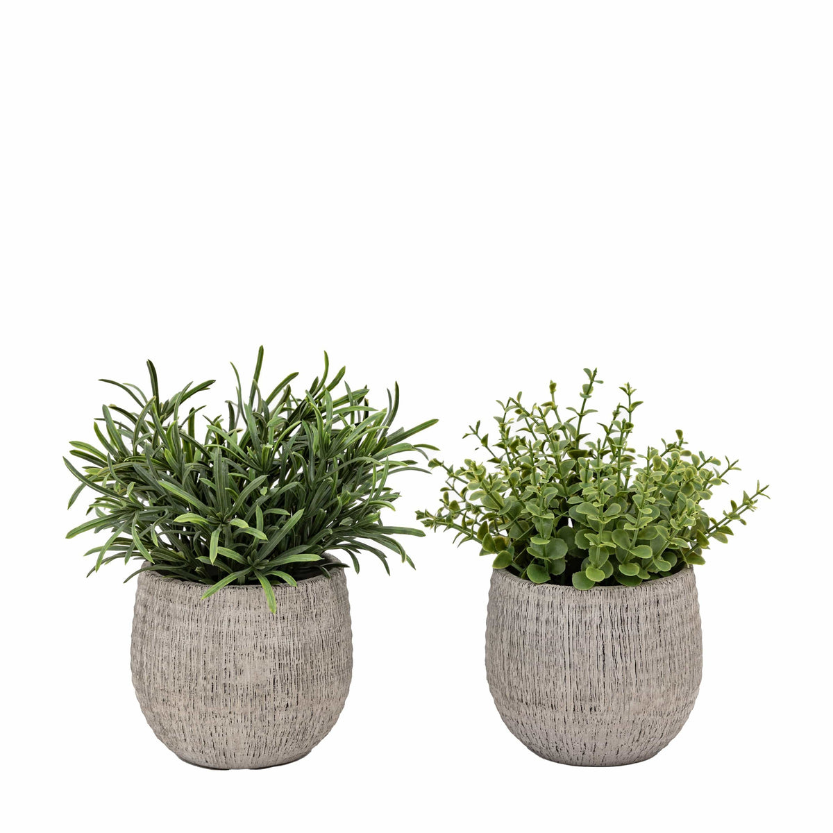 Bodhi Accessories Potted Plant Ceramic Scratch Pot Rosemary Set of 2 House of Isabella UK