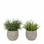Bodhi Accessories Potted Plant Ceramic Scratch Pot Rosemary Set of 2 House of Isabella UK