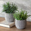 Bodhi Accessories Potted Plant Ceramic Scratch Pot Rosemary Set of 2 House of Isabella UK
