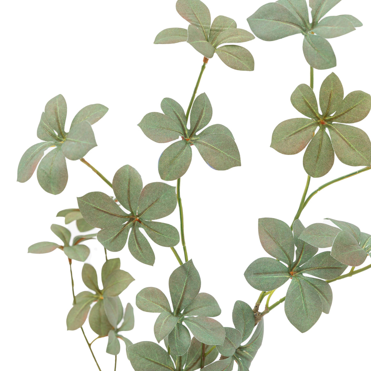 Bodhi Accessories Potted Rhodoleia 3ft Tree House of Isabella UK