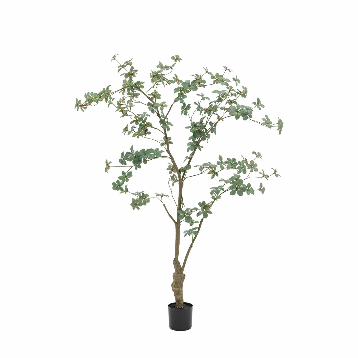 Bodhi Accessories Potted Rhodoleia 5ft Tree House of Isabella UK