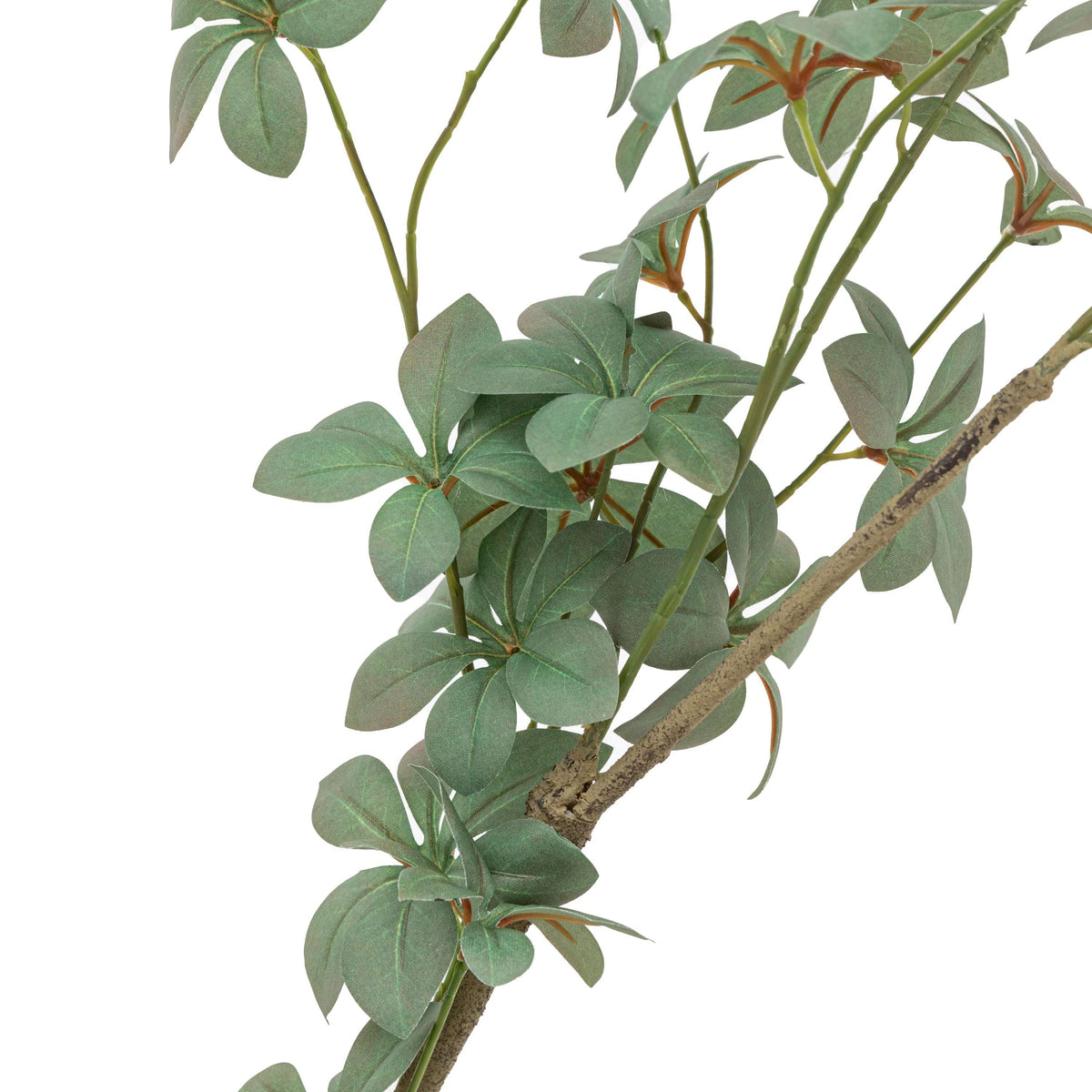 Bodhi Accessories Potted Rhodoleia 5ft Tree House of Isabella UK