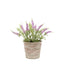 Bodhi Accessories Potted Rustic Lilac Lavendar House of Isabella UK