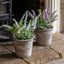Bodhi Accessories Potted Rustic White Lavendar House of Isabella UK