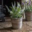 Bodhi Accessories Potted Rustic White Lavendar House of Isabella UK